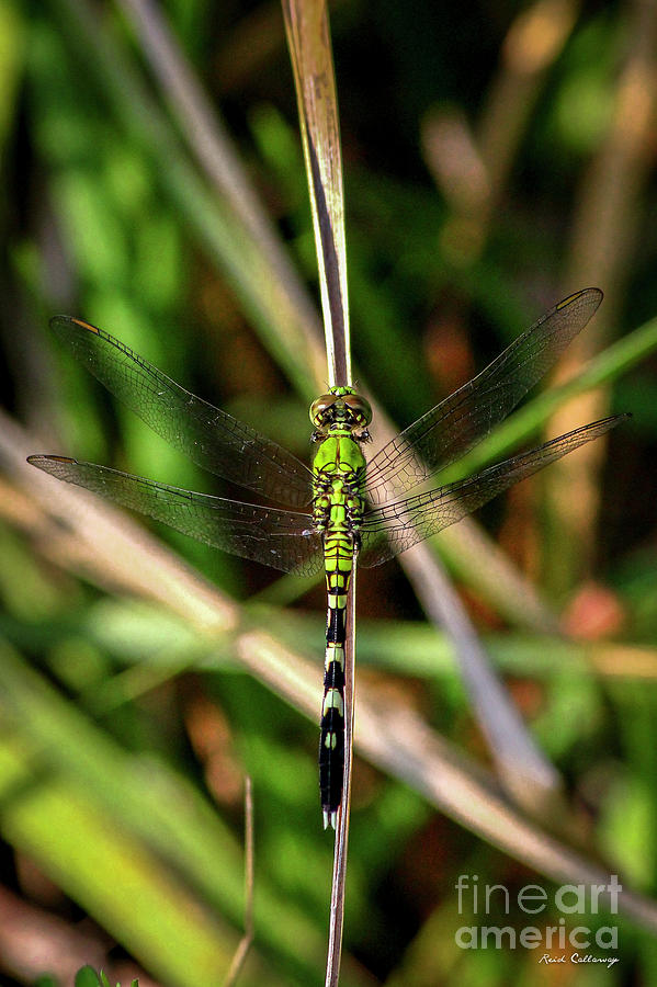 Openminded Green Dragonfly Art Photograph by Reid Callaway
