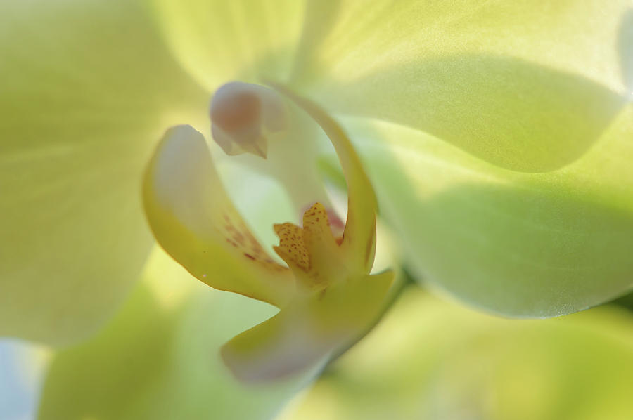 Openness. Green Orchid Photograph by Jenny Rainbow