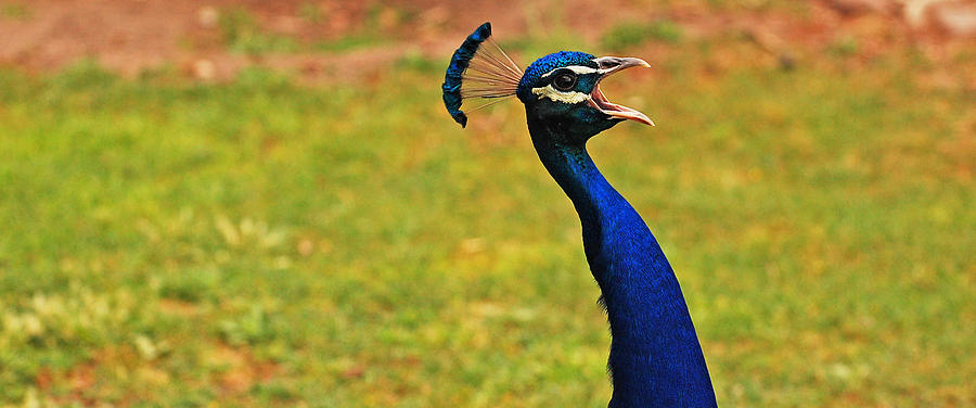 Peacock Photograph - Opera Diva by Jean Booth