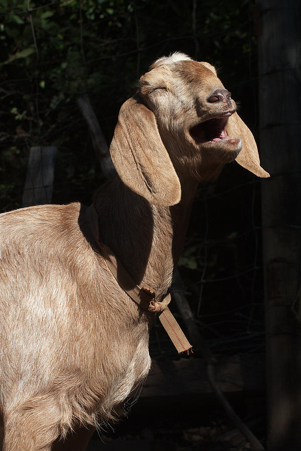 Operatic Goat Photograph by Grant Groberg