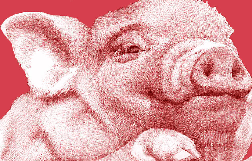 Pig Drawing - Ophelia in Pink by Lorraine Zaloom