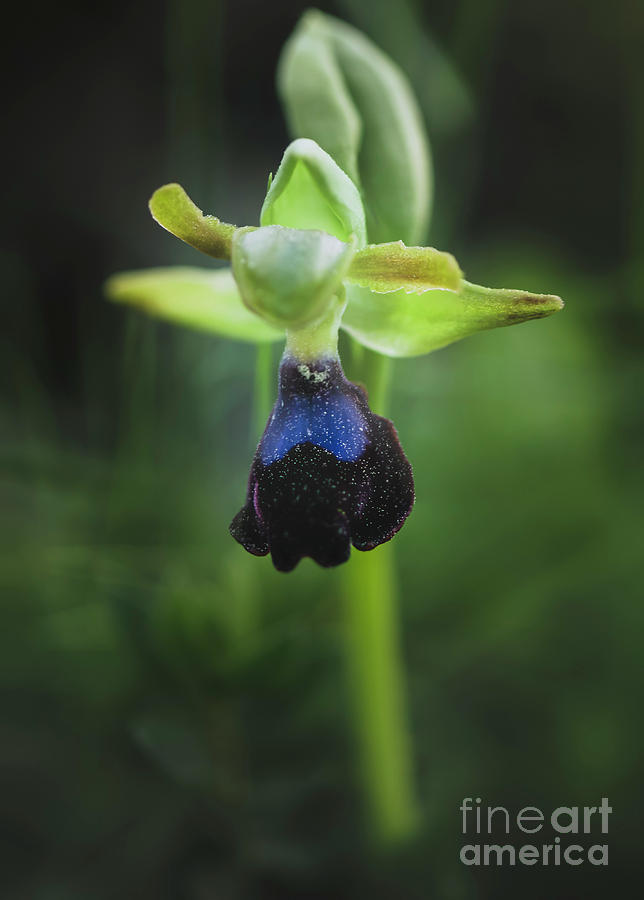 Ophrys Atlantica Photograph by Perry Van Munster