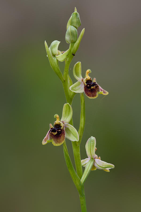 Ophrys Bornmuelleri Photograph by Yuri Peress