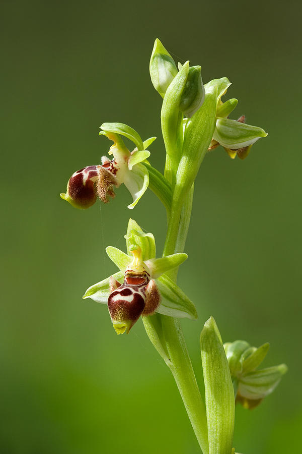 Ophrys Carmeli Photograph by Yuri Peress