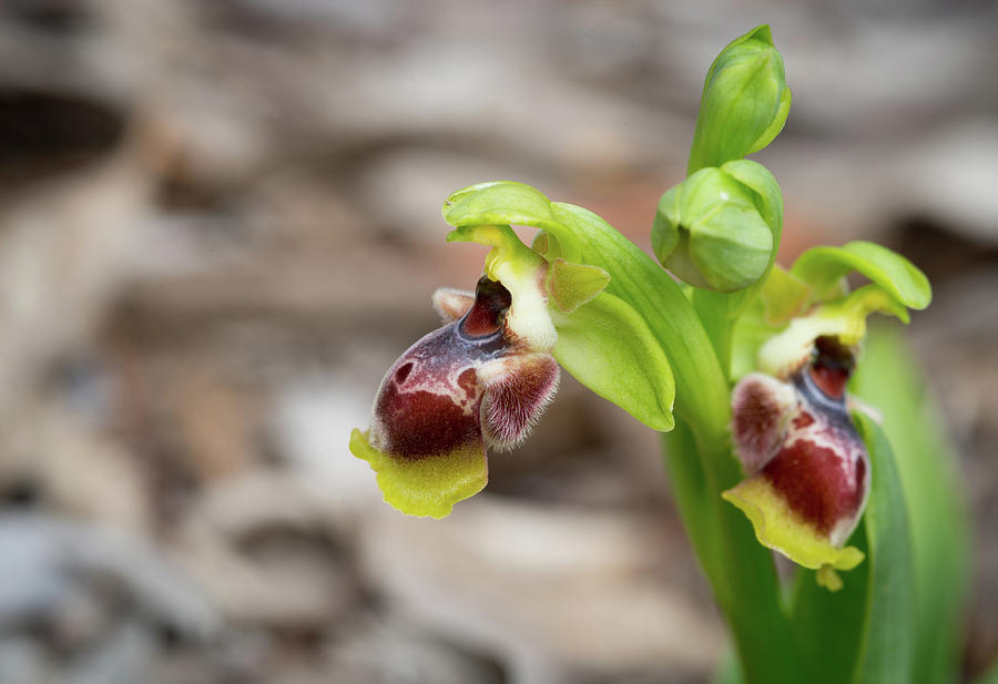 Ophrys flavomarginata wild orchid plant Photograph by Michalakis Ppalis