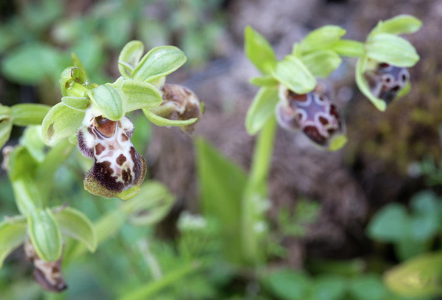 Ophrys kotschyi wild orchid plant. Photograph by Michalakis Ppalis