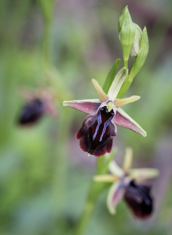 Ophrys mammosa wild orchid plant blooming flower. Photograph by Michalakis Ppalis