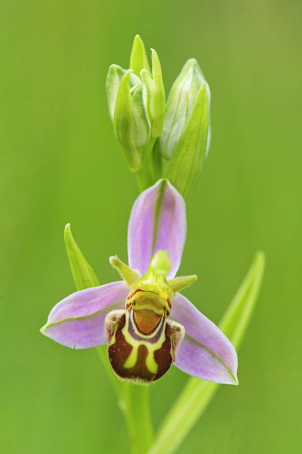Ophrys scolopax Photograph by Natura Argazkitan