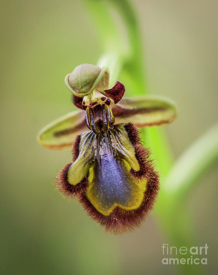 Ophrys Speculum, mirror orchid Photograph by Perry Van Munster