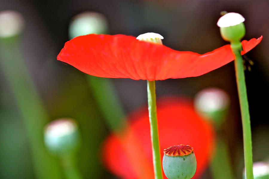 Opium Flower Photograph by Michael Cinnamond