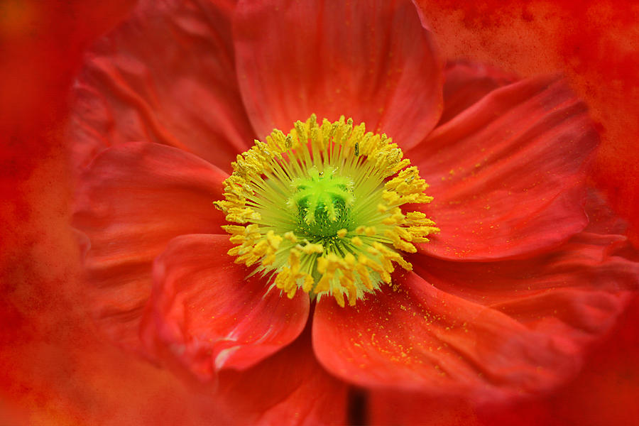 Opium Photograph by Iryna Goodall