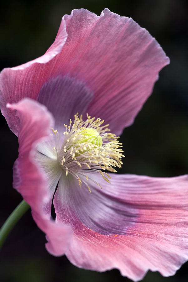 Opium Poppy - Papaver Somniferum Giganteum Photograph