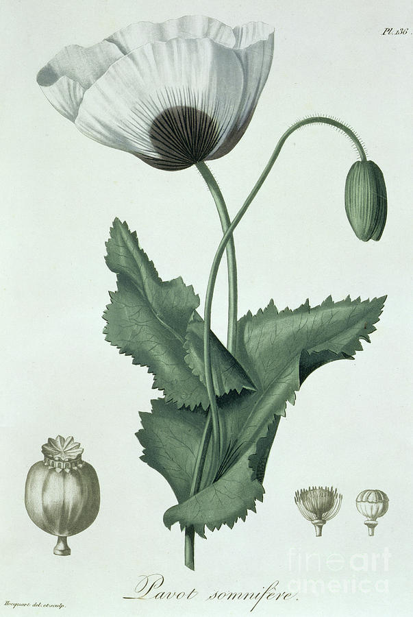Opium Poppy Papaver Somniferum Drawing by LFJ Hoquart
