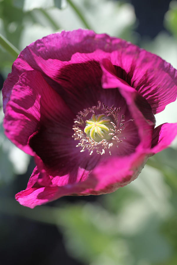Poppy Photograph - Opium Poppy by Tammy Pool