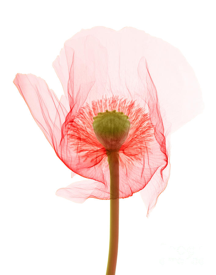 Opium Poppy, X-ray Photograph by Ted Kinsman