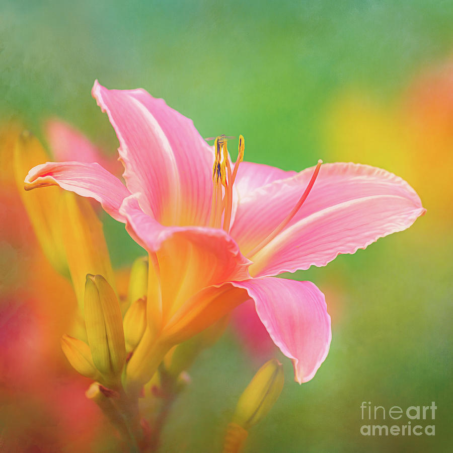 Oporto Daylily with Hoverfly Photograph by Anita Pollak