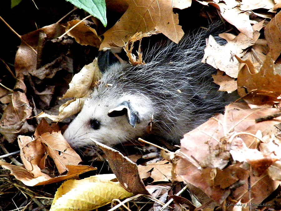 Opossum in the Leaves Photograph by Kimmary MacLean