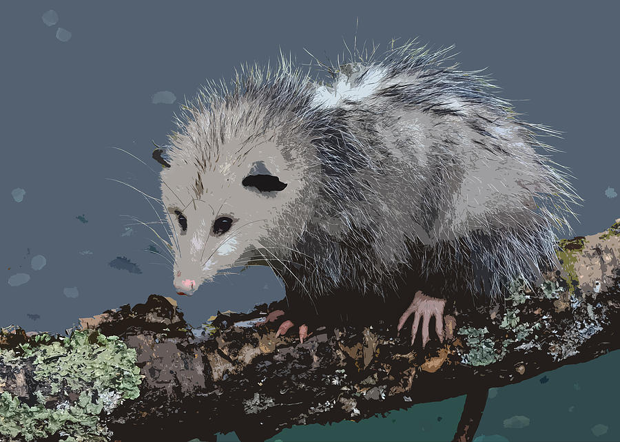 opossum painting