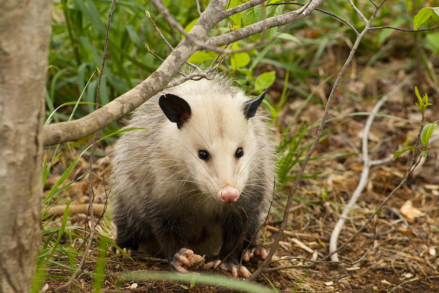 Opossum Stare Down Photograph by Kathy Clark