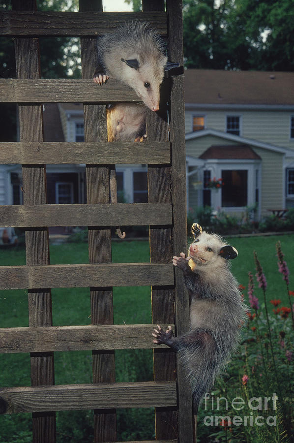 Opossums In Backyard Photograph by Steve and Dave Maslowski