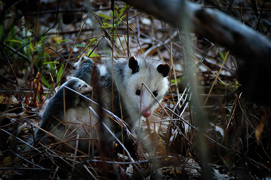 Opossums Riding Mother Photograph by Bob Orsillo
