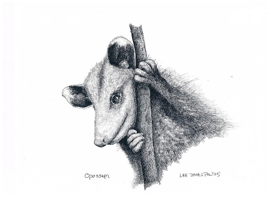 Opposum Drawing - Virginia Opposum by Lee Pantas Opposum Drawing - Virginia Opposum by Lee Pantas