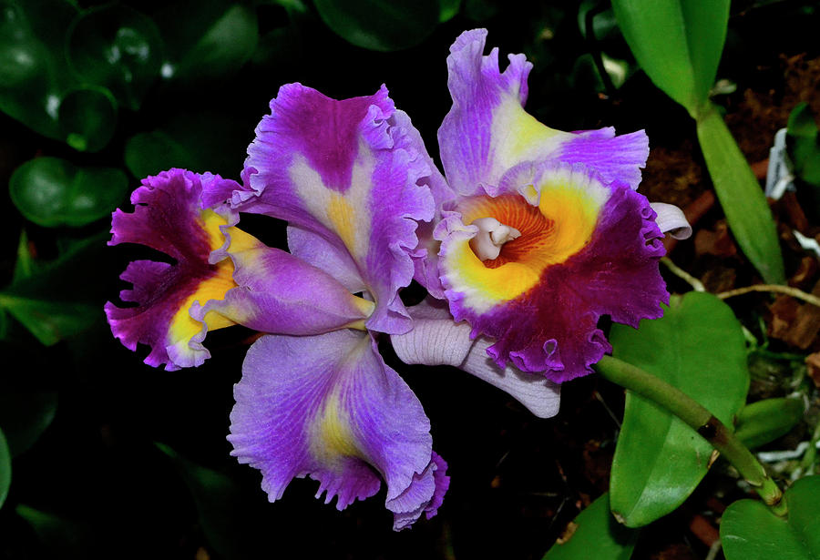 Oprah Winfrey Orchid 005 Photograph by George Bostian