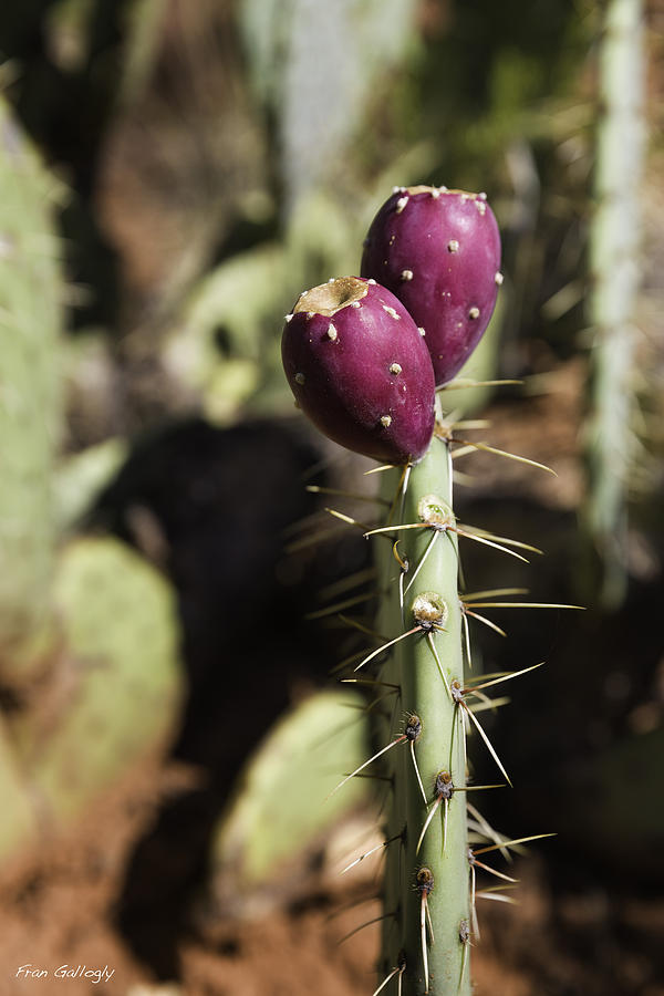 Opuntia Cactus Fruit Photograph by Fran Gallogly