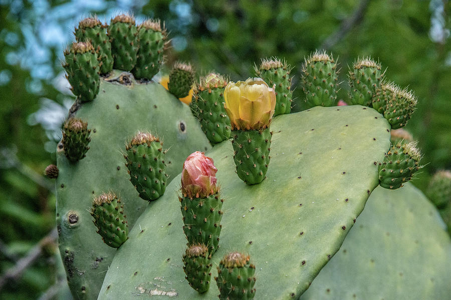 Opuntia Cactus Photograph by Patrick Boening