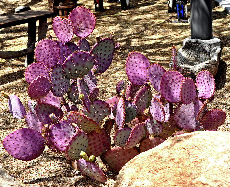Opuntia Chisoensis Cactus Photograph by Jay Milo
