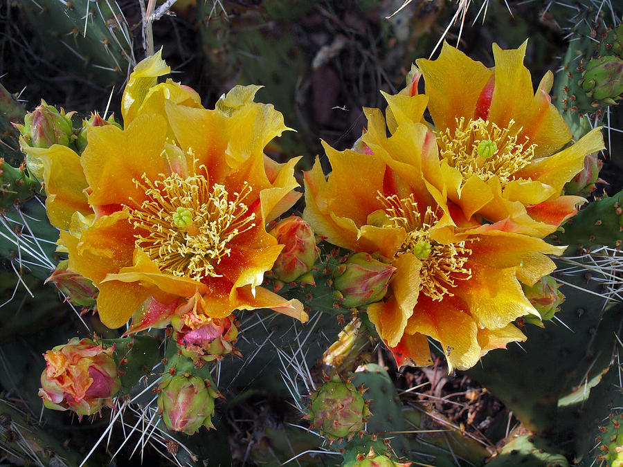 Opuntia macrorhiza - Tuber-root PricklyPear Photograph by Donnie ...