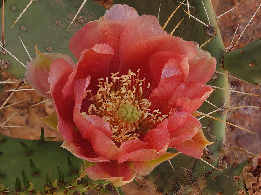 Nature Photograph - Opuntia martiniana - Martins Prickly Pear cactus 1 by Donnie Barnett