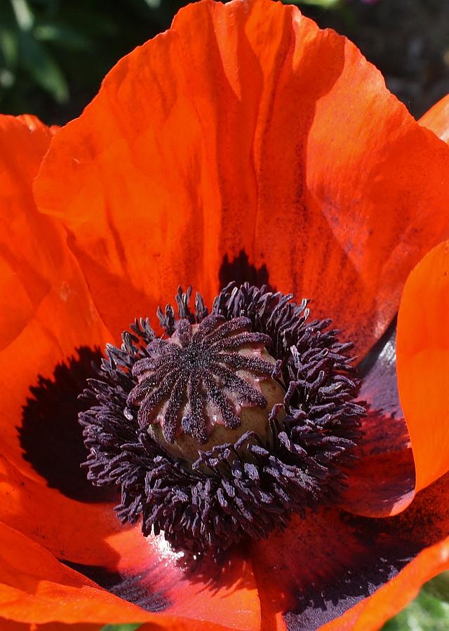 Orange Poppy 1 Photograph by Bruce Bley
