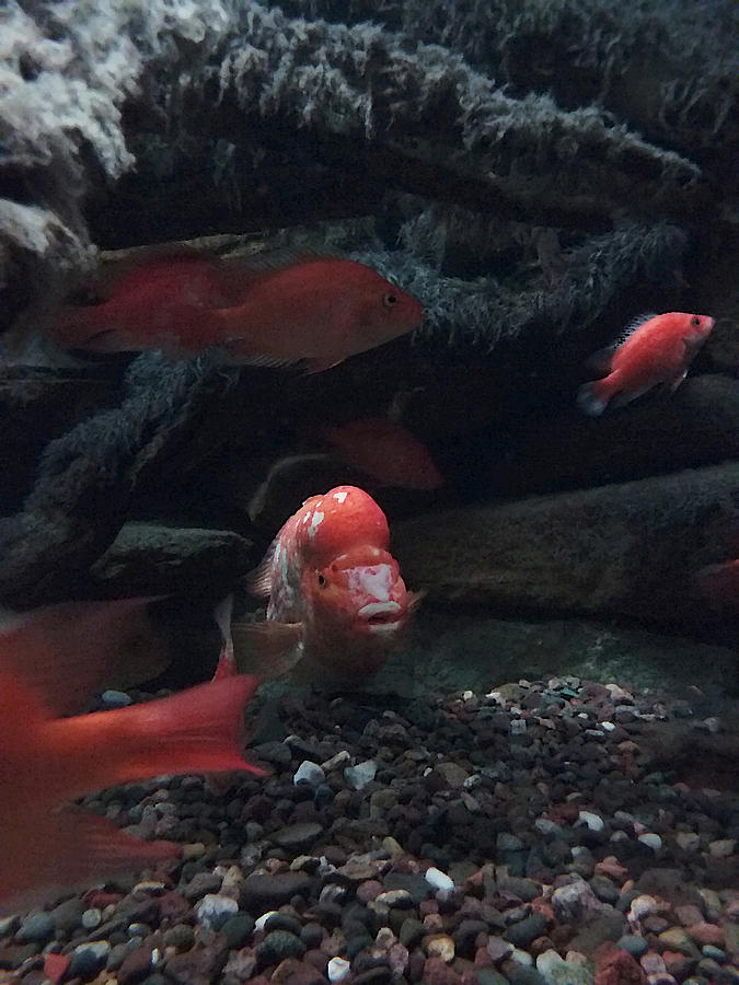 Orandas Goldfish at Shedd Aquarium Photograph by Colleen Cornelius