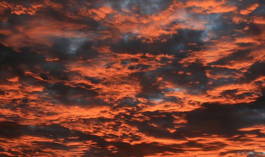Sunset Photograph - Orang Delight by Chrissy Skeltis