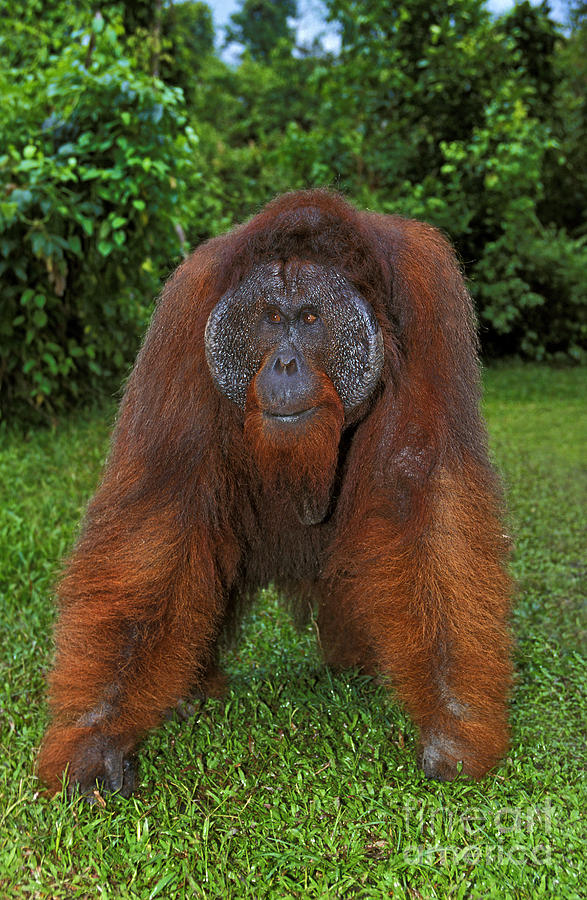 Orang Utan Pongo Pygmaeus Photograph by Gerard Lacz
