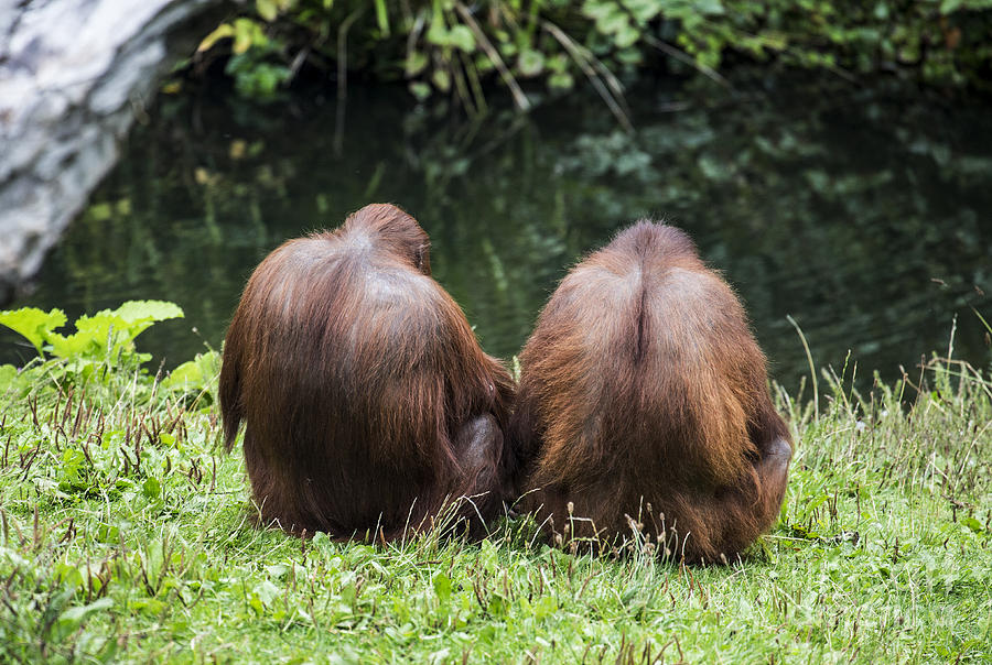 Ape Photograph - Orang utans from behind by Sheila Smart Fine Art Photography