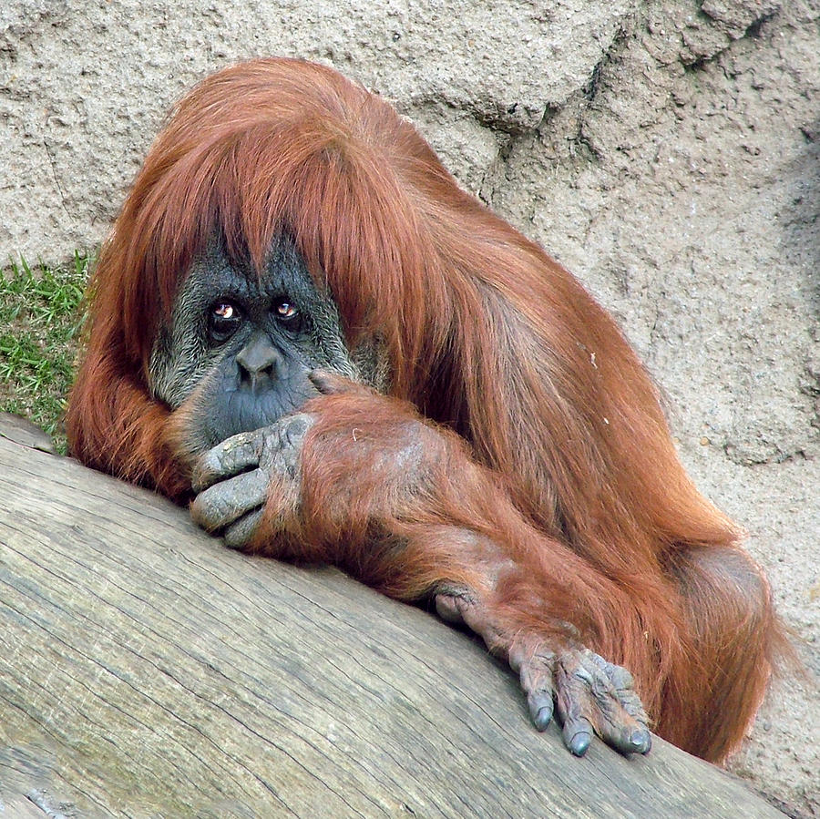 Orangutan Portrait Photograph by William Bitman