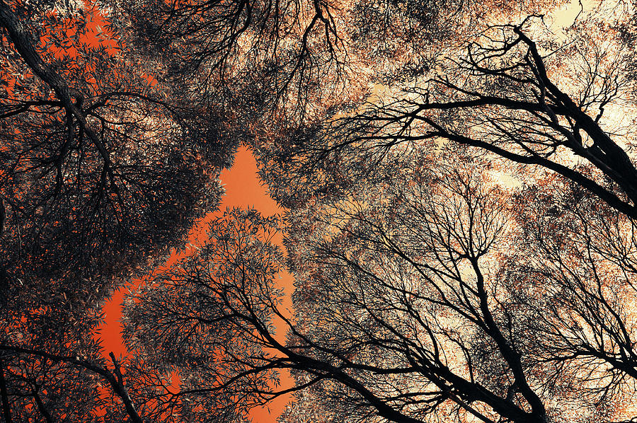 Orange 1 Sky. Airy Lace of Autumn Photograph by Jenny Rainbow