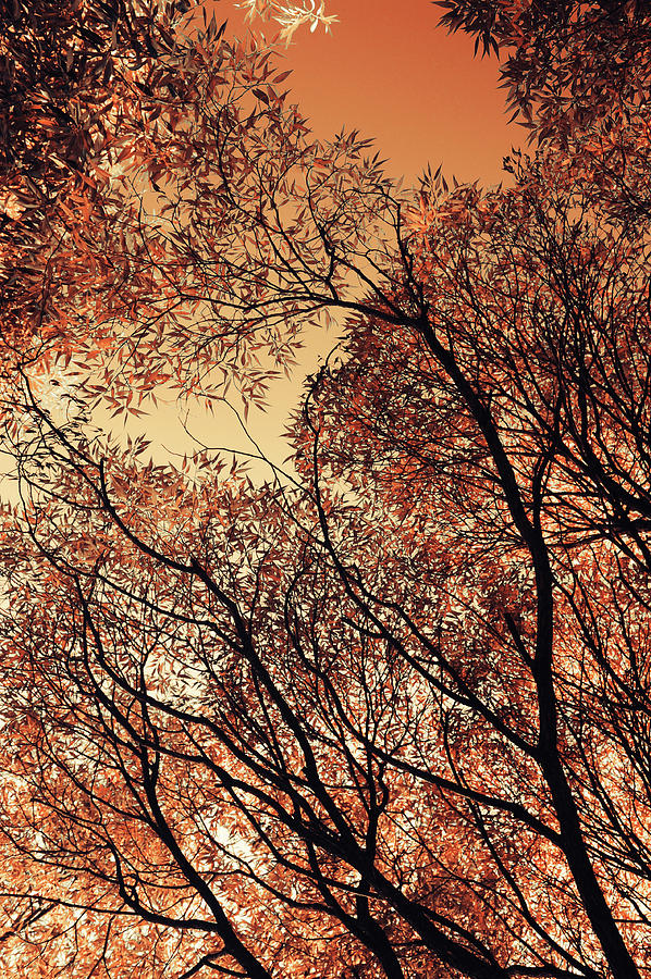 Orange Sky 2. Airy Lace of Autumn Photograph by Jenny Rainbow
