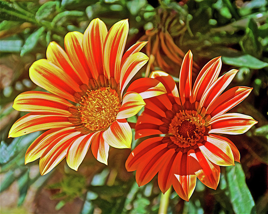 Orange African Daisies near Puerto Penasco Marina in Sonora-Mexico Photograph by Ruth Hager