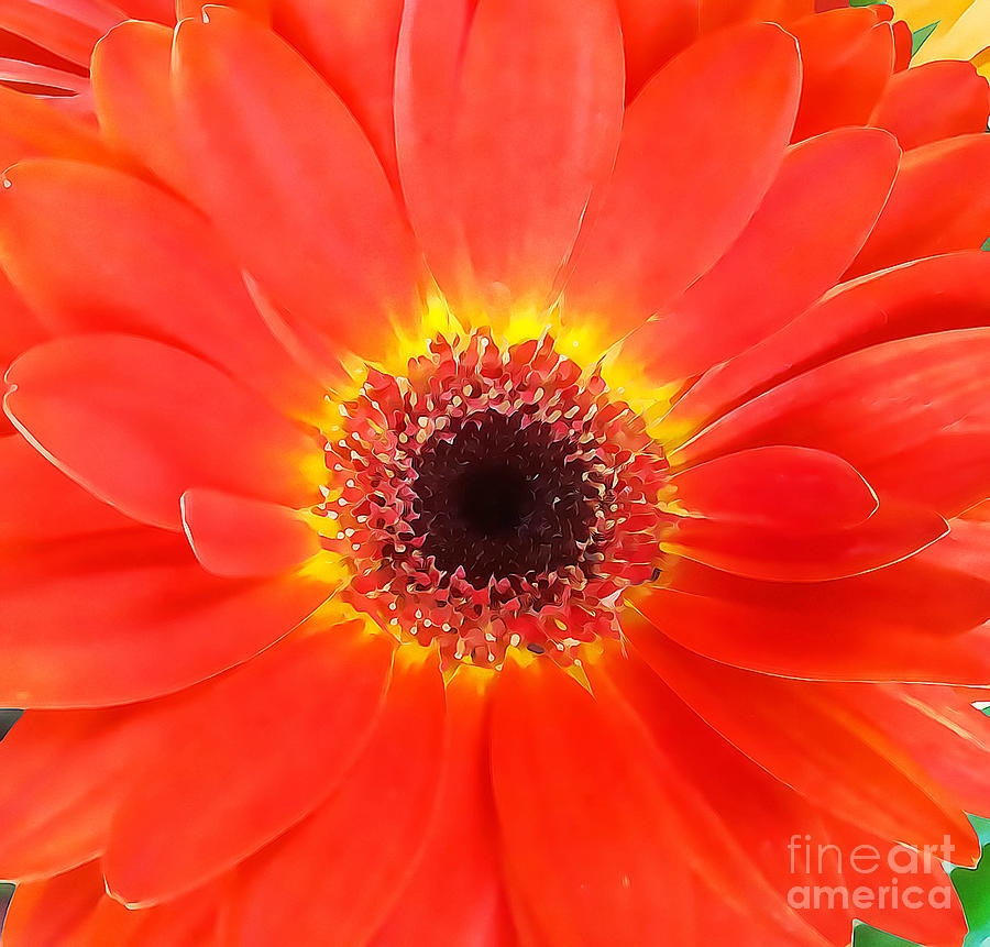 Orange African Daisy by Tracy Ruckman Orange African Daisy by Tracy Ruckman