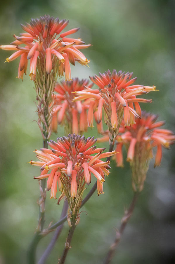 Orange Aloe Bouquet Photograph by Saija Lehtonen