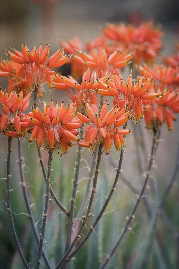Orange Aloe  Photograph by Saija Lehtonen