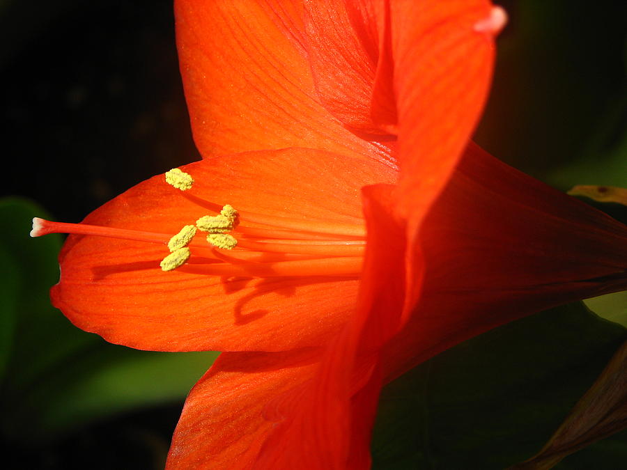 Lily Photograph - Orange Amarillys  by Debbie Mathews