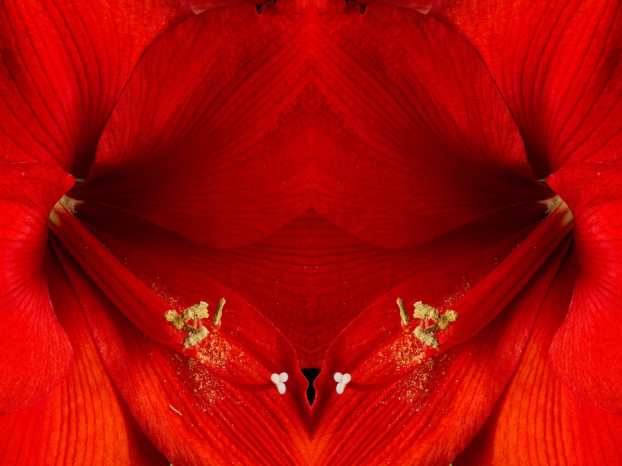 Orange Amaryllis Hippeastrum Close-Up Double Photograph by James BO Insogna