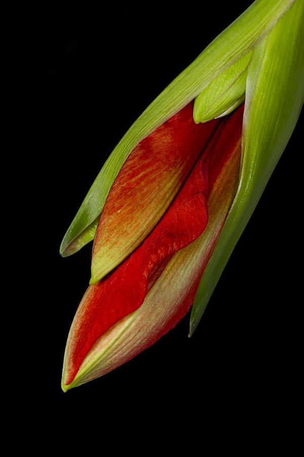 Orange Amaryllis Hippeastrum in the Beginning 2-21-10 Photograph by James BO Insogna