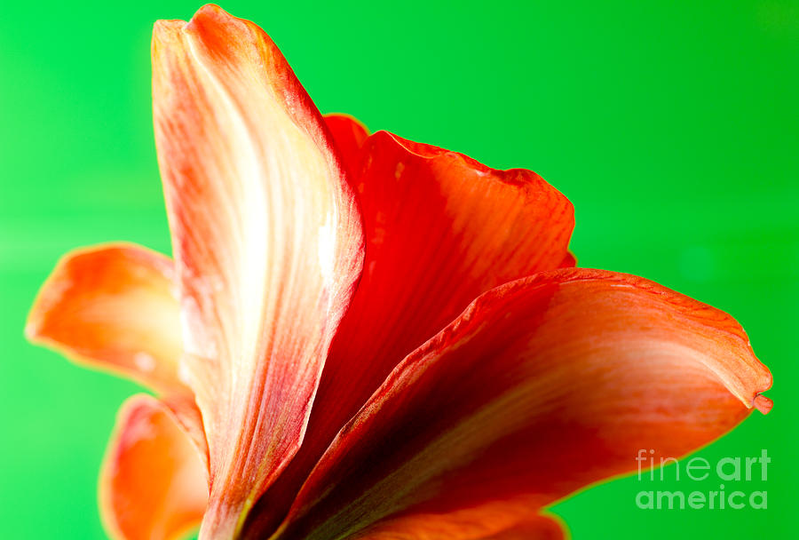 orange amaryllis flower