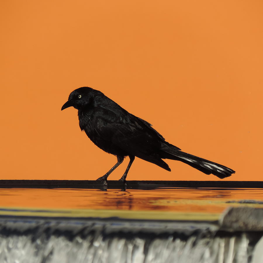 Orange Black Bird Photograph by Bill Tomsa