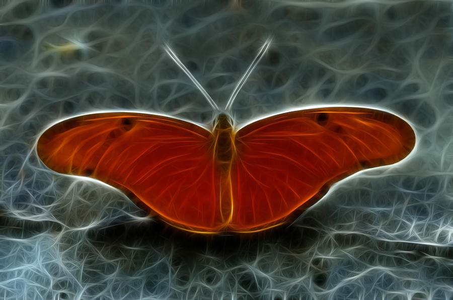 Orange and Black Butterfly Photograph by Crystal Wightman